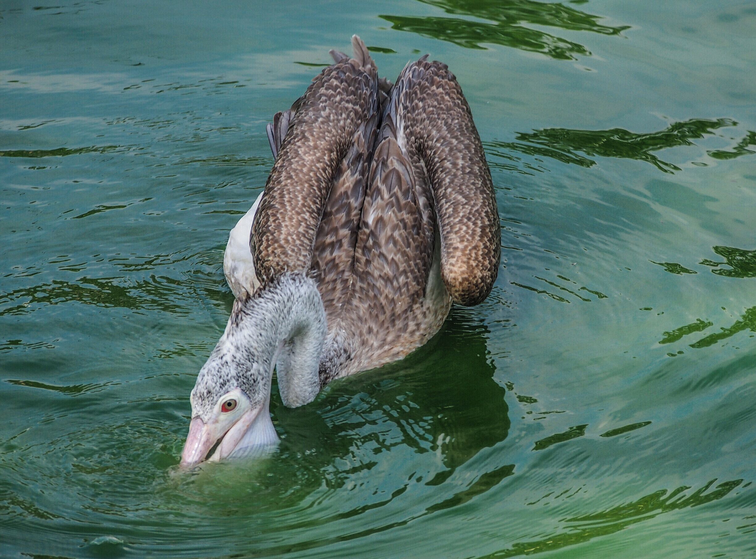 Beira lake is situated just 1km away from the heart of Colombo. It is such a beautiful place due to the Gangaramaya temple and it's wildlife both. This pelican is trying to catch something to eat. It is really fun to have a close look at these birds. 