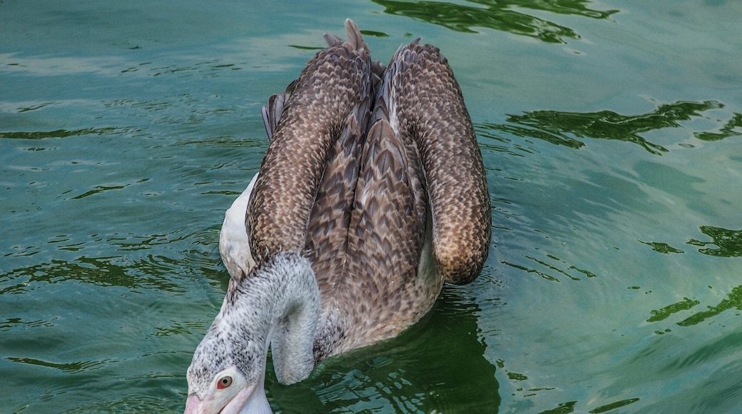 Beira lake is situated just 1km away from the heart of Colombo. It is such a beautiful place due to the Gangaramaya temple and it's wildlife both. This pelican is trying to catch something to eat. It is really fun to have a close look at these birds.