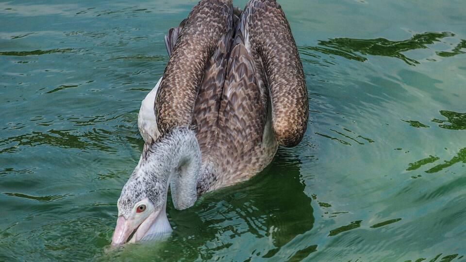 Beira lake is situated just 1km away from the heart of Colombo. It is such a beautiful place due to the Gangaramaya temple and it's wildlife both. This pelican is trying to catch something to eat. It is really fun to have a close look at these birds.