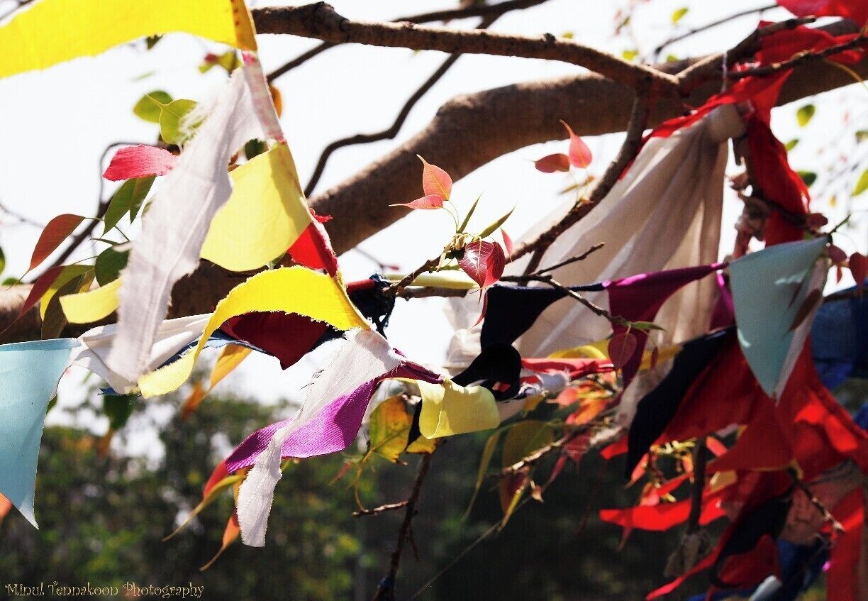 OLYMPUS E-PM1
Exposure Time: 1/400 sec
ISO-200 
Focal Length: 66 mm 
In Sri Lanka, people tie these colourful pieces of cloths in Bho trees of Buddhist temples for sake of their wealth. They believe it gives them the happiness and many other things in their favour.