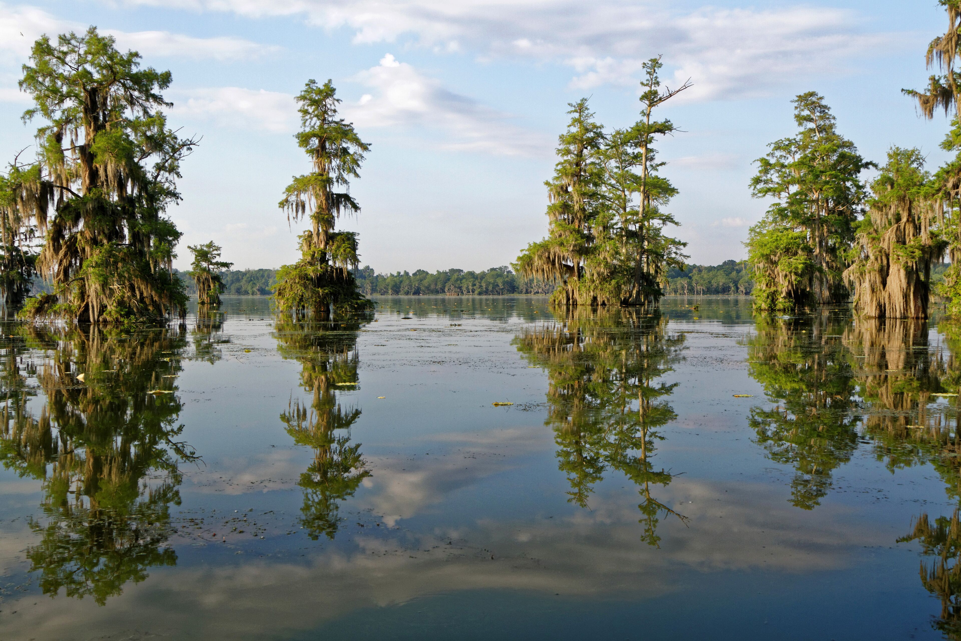 A calm lake surrounded by trees with Spanish moss.
