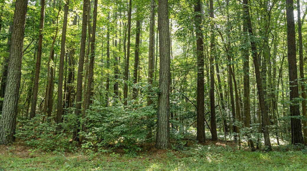 Carrollton featuring forest scenes and a garden