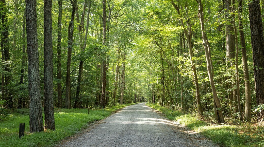 Carrollton which includes forest scenes and a garden