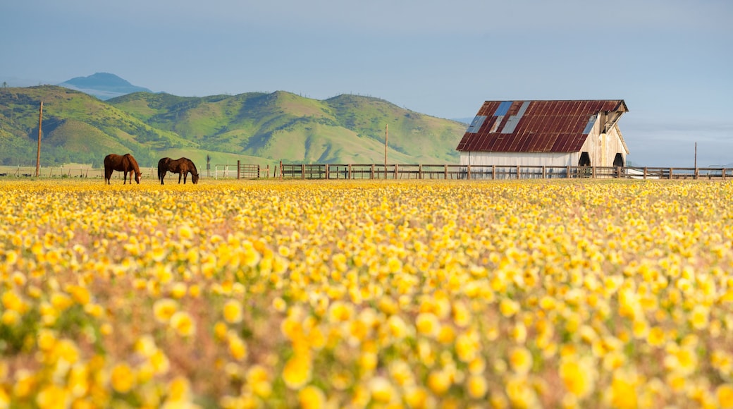 A photo of a barn with wildflower bloom in the Central Valley of California.