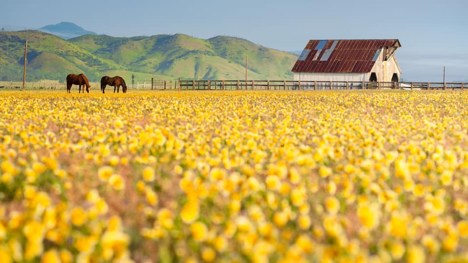 A field of yellow flowers, two horses, and a barn with a metal roof.
