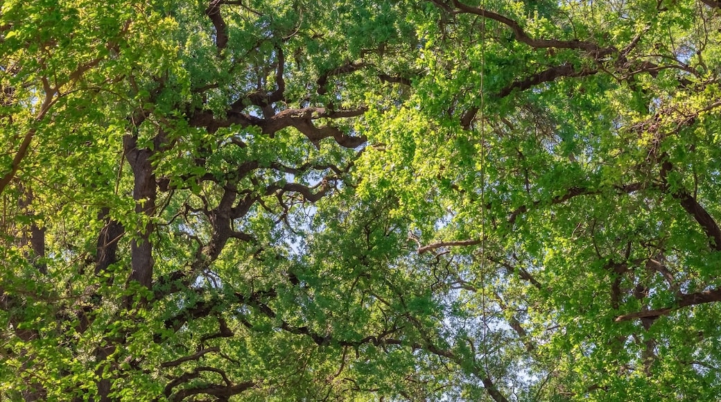Toulumne River Trees in Modesto California