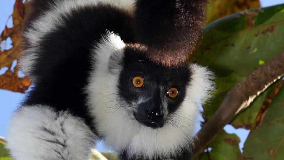 A black and white lemur hanging from a tree branch.