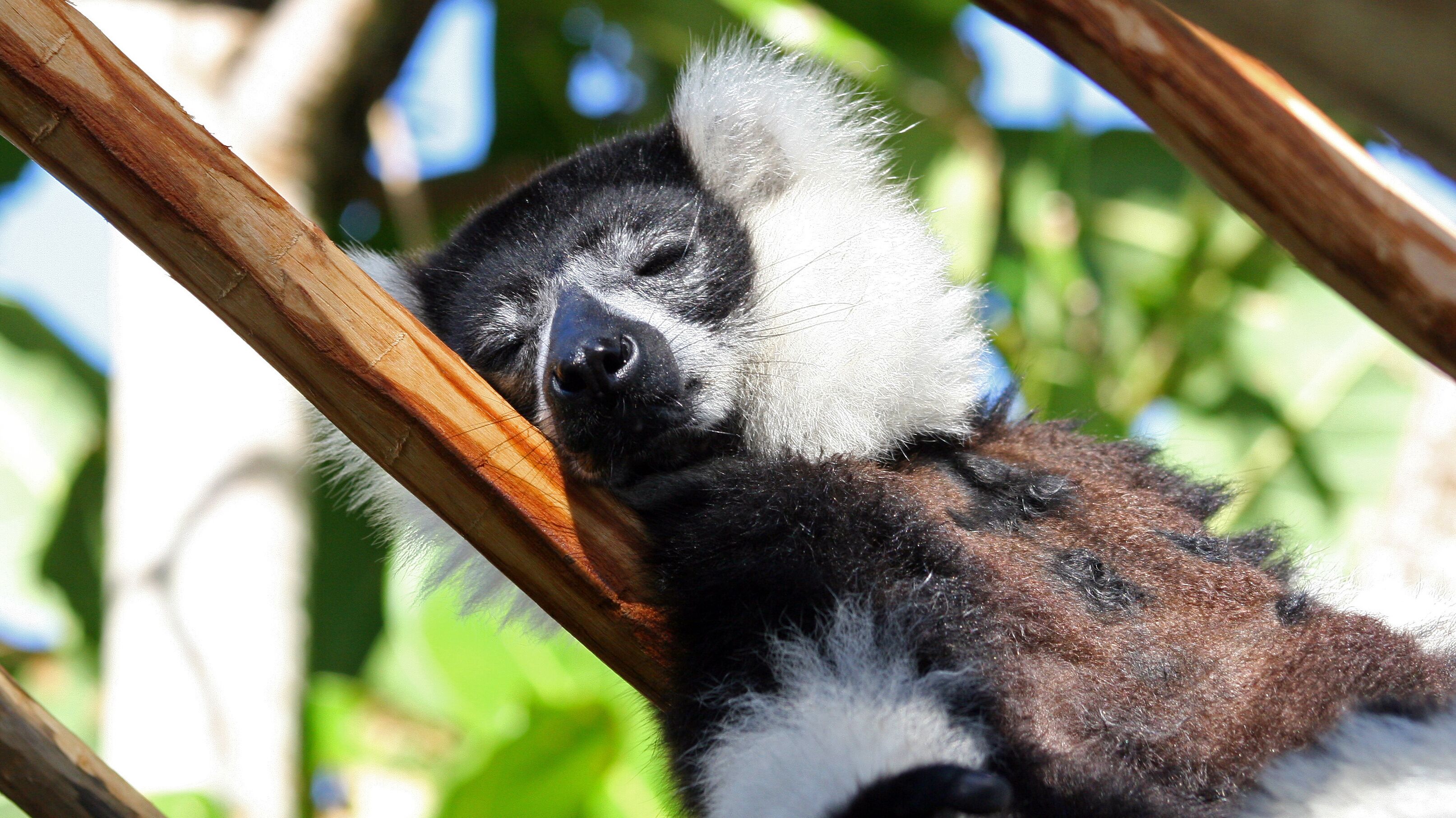 A sloth resting on a branch.