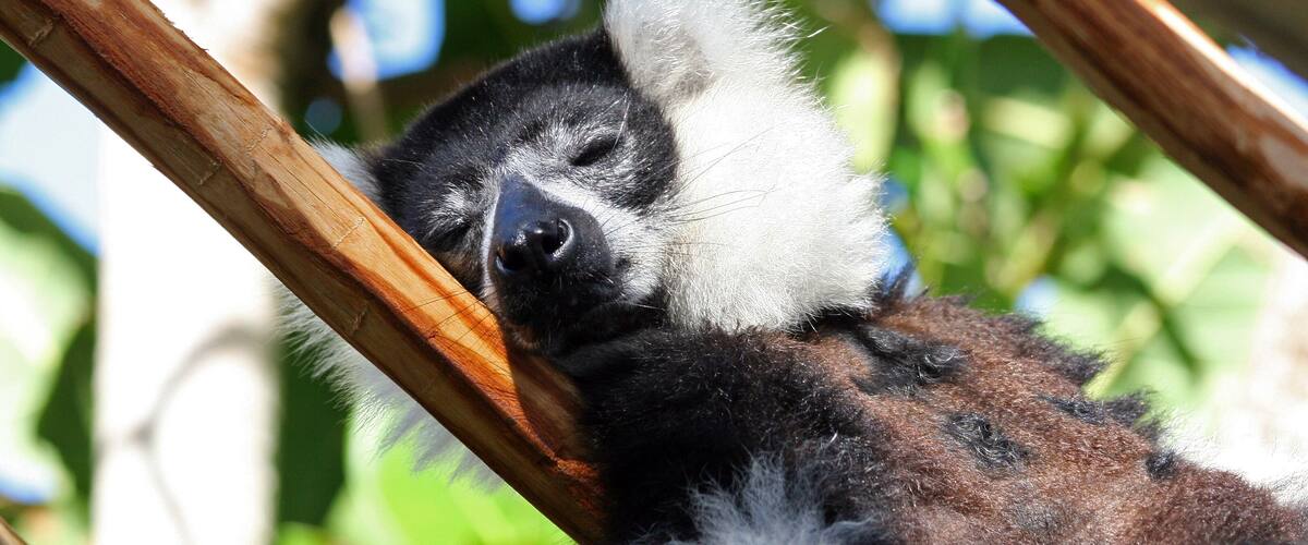 A sloth resting on a branch.