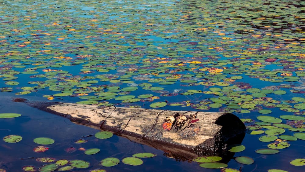 Lilly pads and a log on the surface of Pinewoods Lake in Mark Twain National Forest