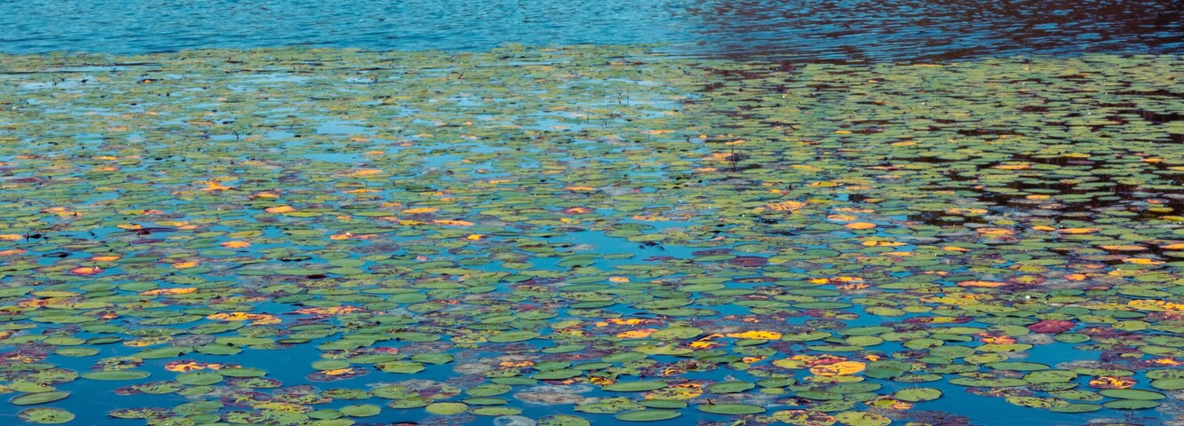 Lilly pads and a log on the surface of Pinewoods Lake in Mark Twain National Forest