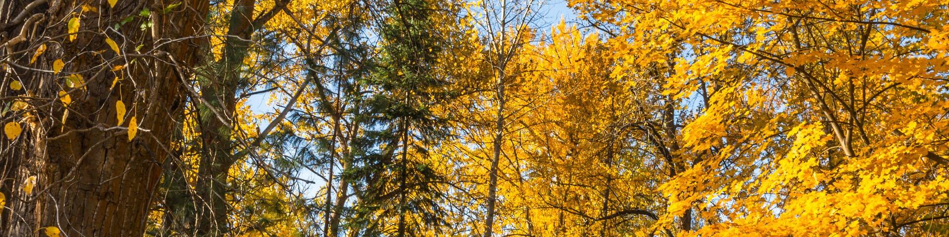 Fall Mountain Forest Landscape Vertical