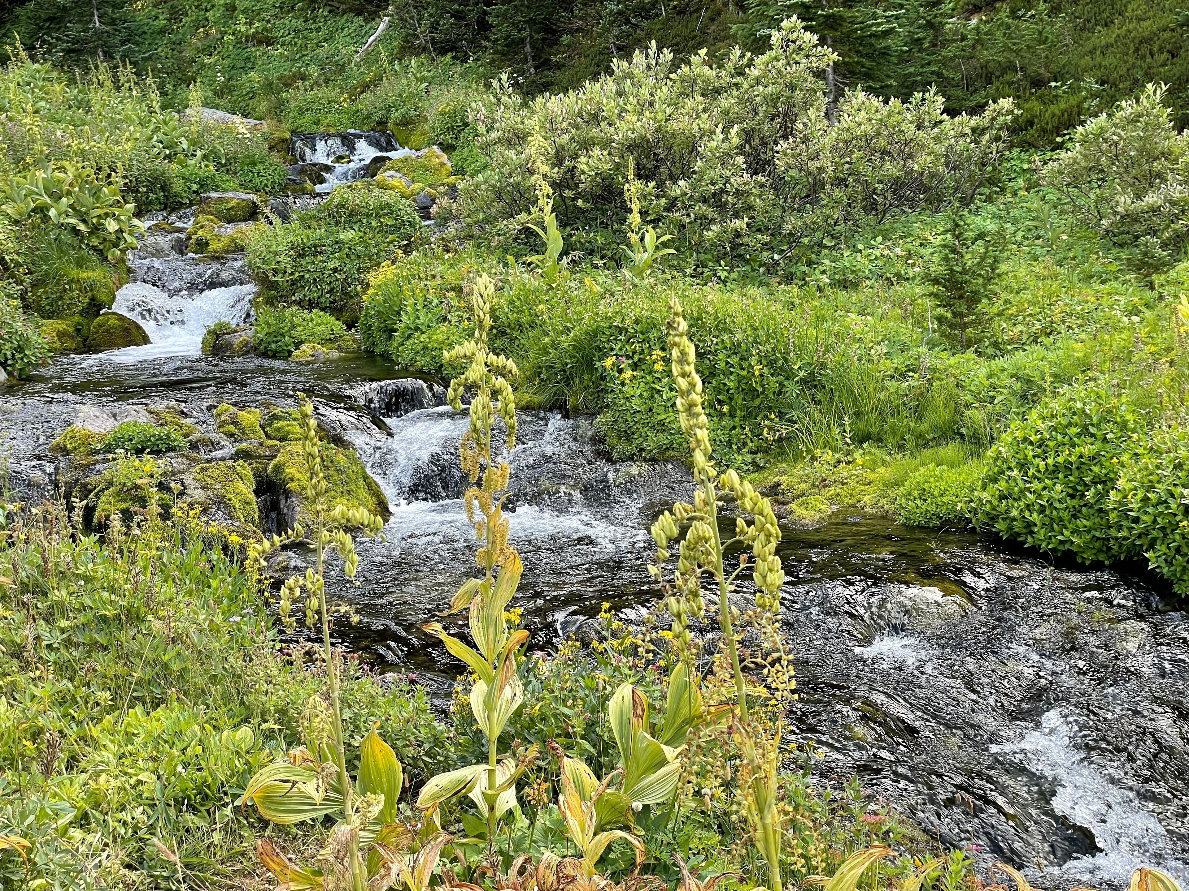 lush moss and plants around Lodi Creek in the Berkeley Park area in Rainier National Forest Washington state USA