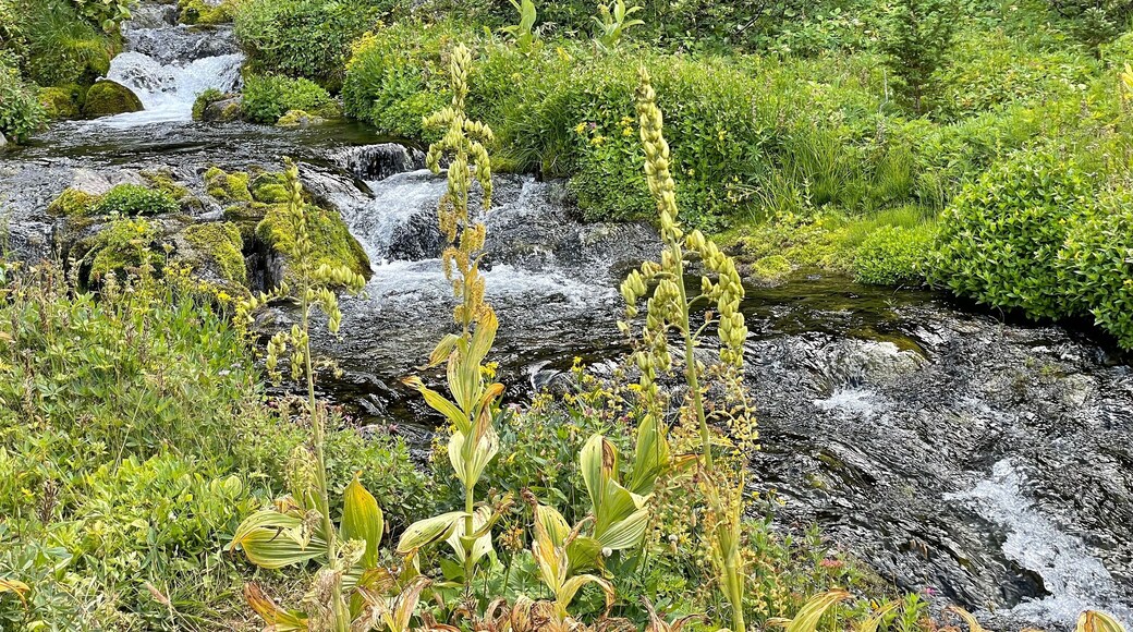 lush moss and plants around Lodi Creek in the Berkeley Park area in Rainier National Forest Washington state USA