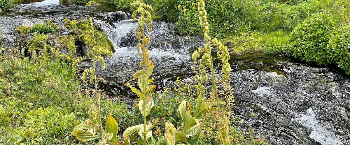 lush moss and plants around Lodi Creek in the Berkeley Park area in Rainier National Forest Washington state USA