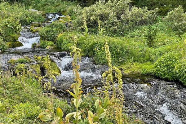 lush moss and plants around Lodi Creek in the Berkeley Park area in Rainier National Forest Washington state USA
