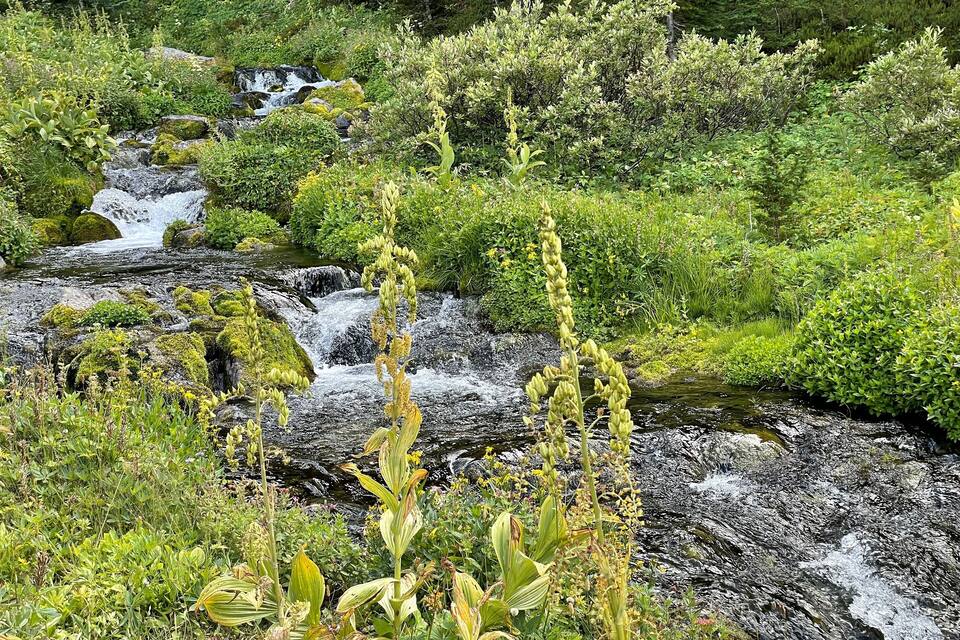 A small waterfall surrounded by lush greenery and moss-covered rocks.