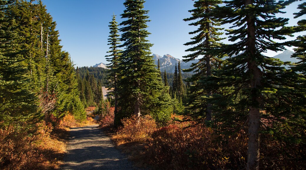Lost in the woods, what else can I ask? Trapped by its beauty and breathing its soul. Lost in the mountains, higher than the clouds, cuddle by the wind, and amazed by the sun.