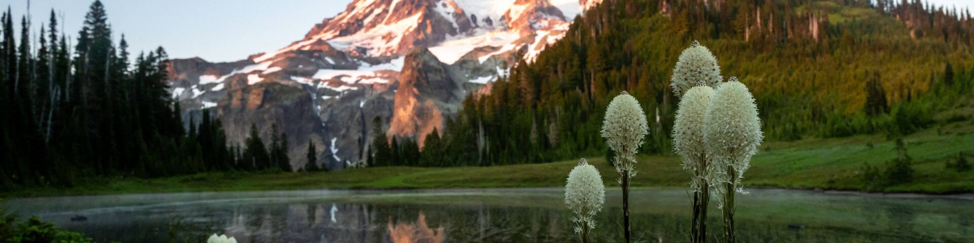 Una montaña con cumbres nevadas, un lago tranquilo y altas flores blancas en primer plano.