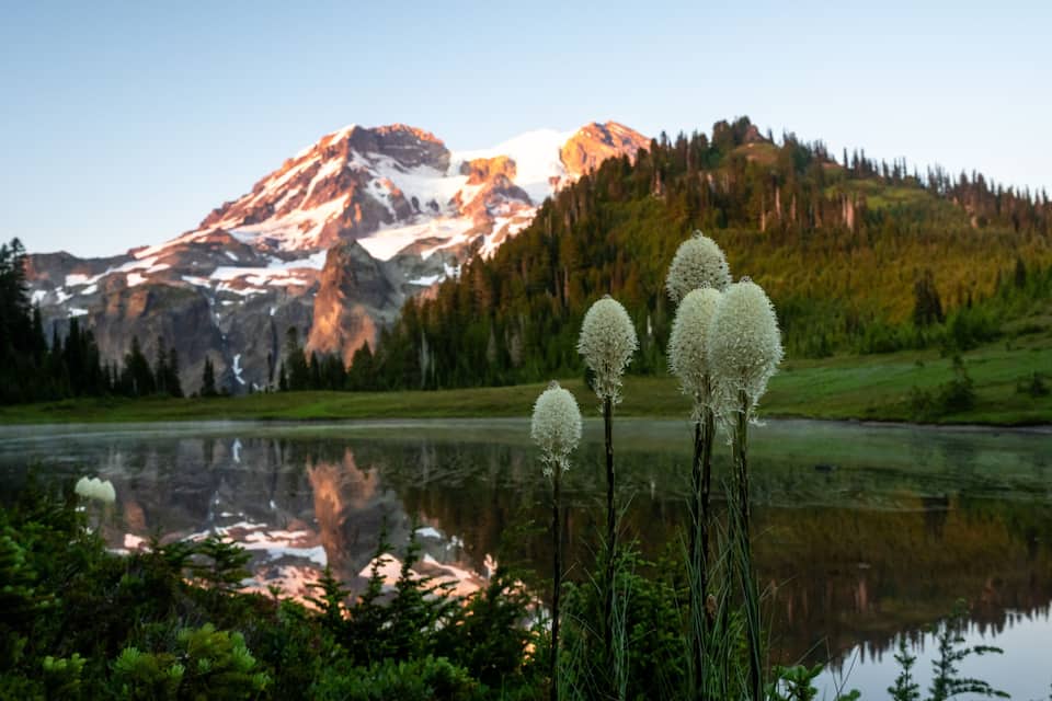 Una montaña con cumbres nevadas, un lago tranquilo y altas flores blancas en primer plano.