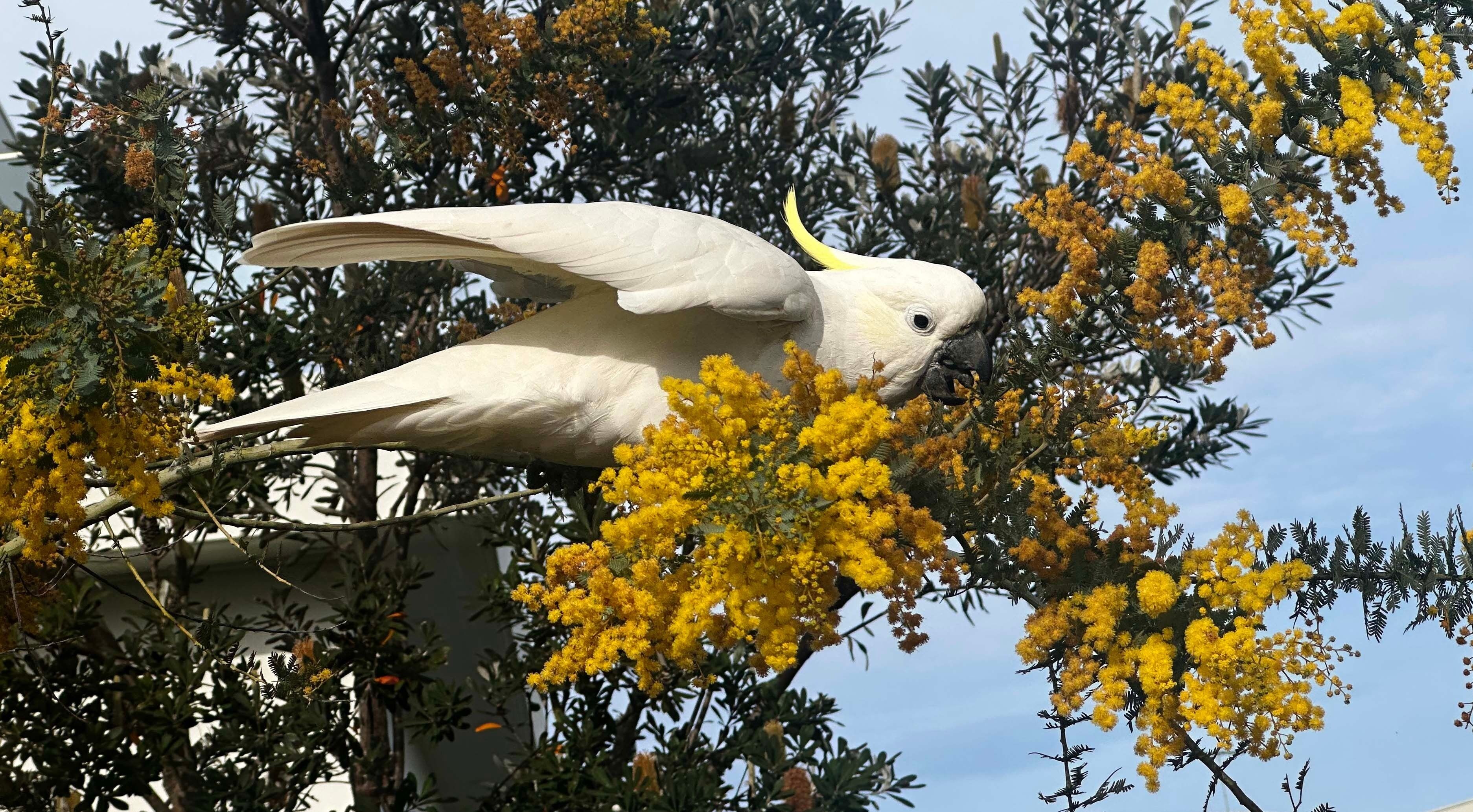 A white Sulphur-crested cockatoo feeding on a Cootamundra wattle tree. 