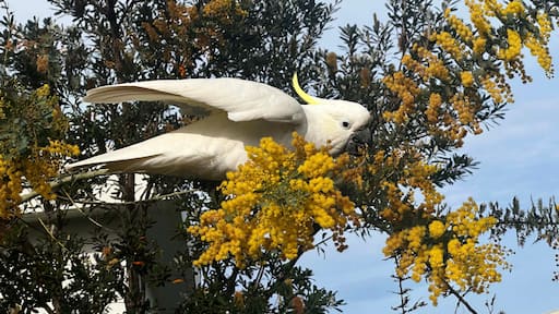 ์ฟ ํ๋ฌธ๋๋ผ