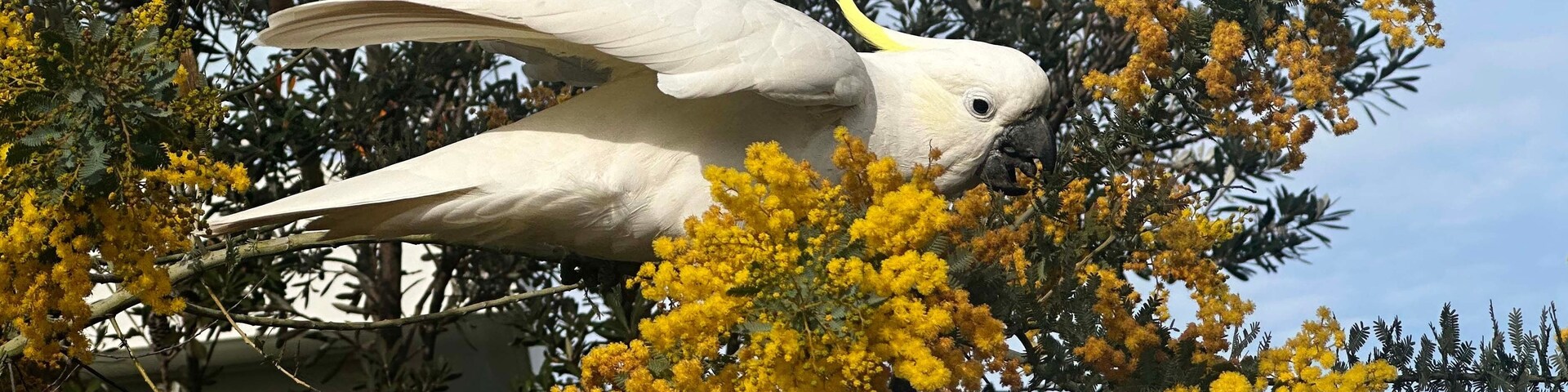 A white Sulphur-crested cockatoo feeding on a Cootamundra wattle tree.