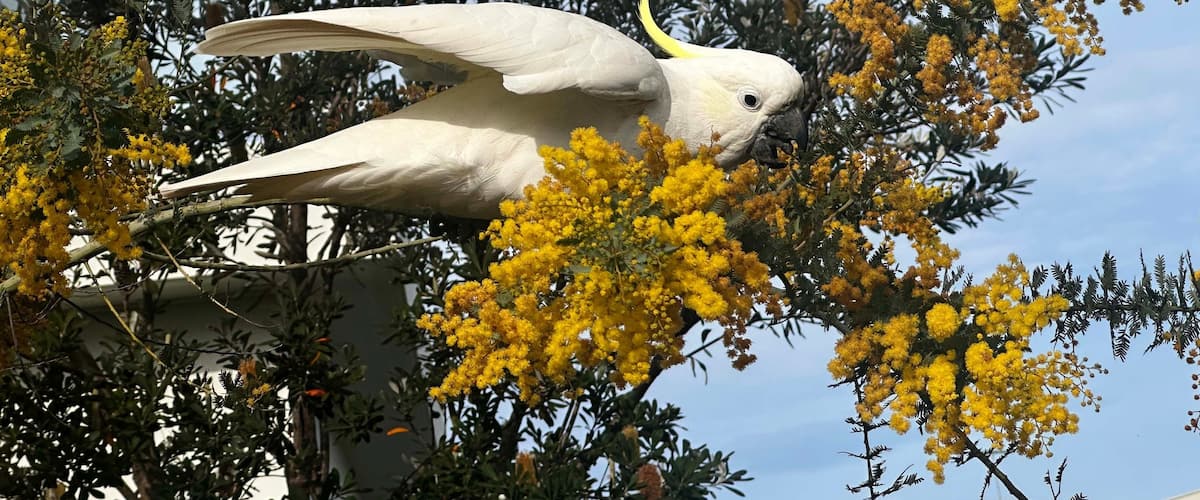 A white cockatoo perched on a tree branch amidst yellow flowers.
