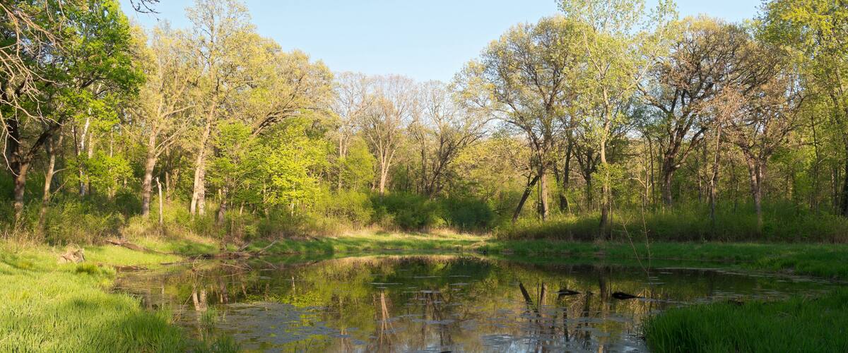 A pond surrounded by trees and grass.