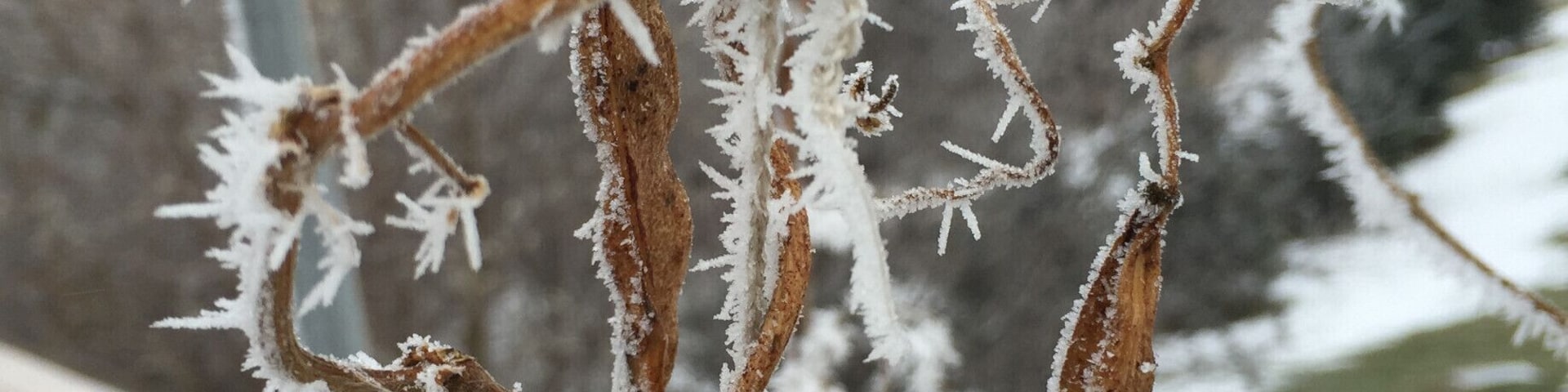 Small details of winter #WinterWonders