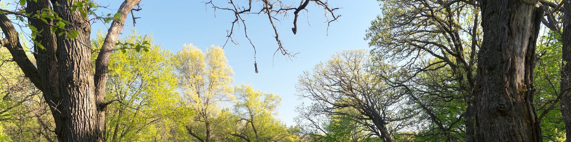 pond and forest of battle creek regional park in saint paul minnesota
