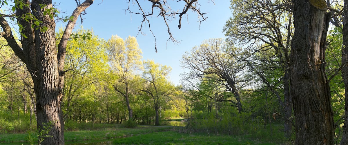 pond and forest of battle creek regional park in saint paul minnesota