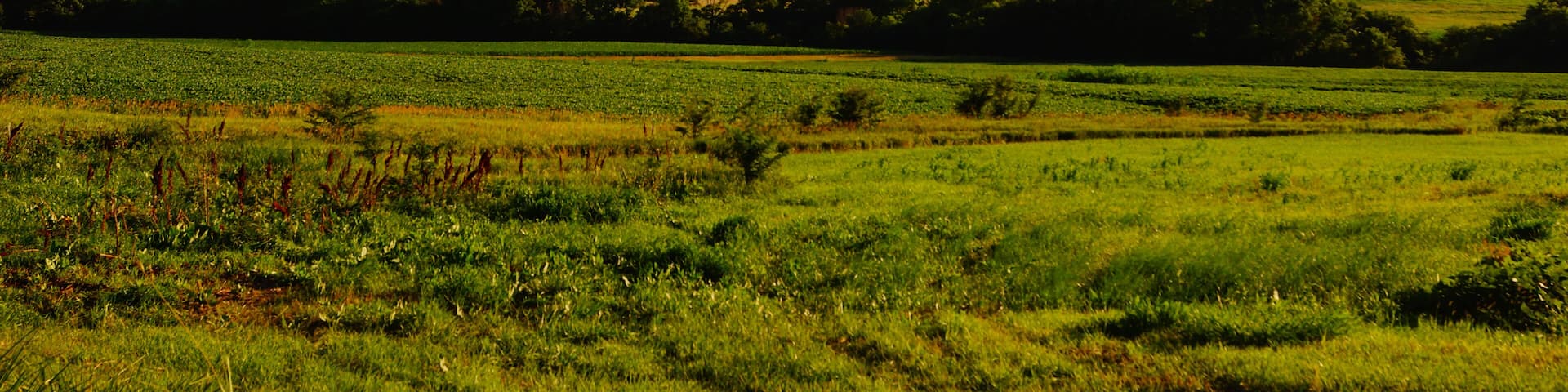 Kansas hills and pasture land