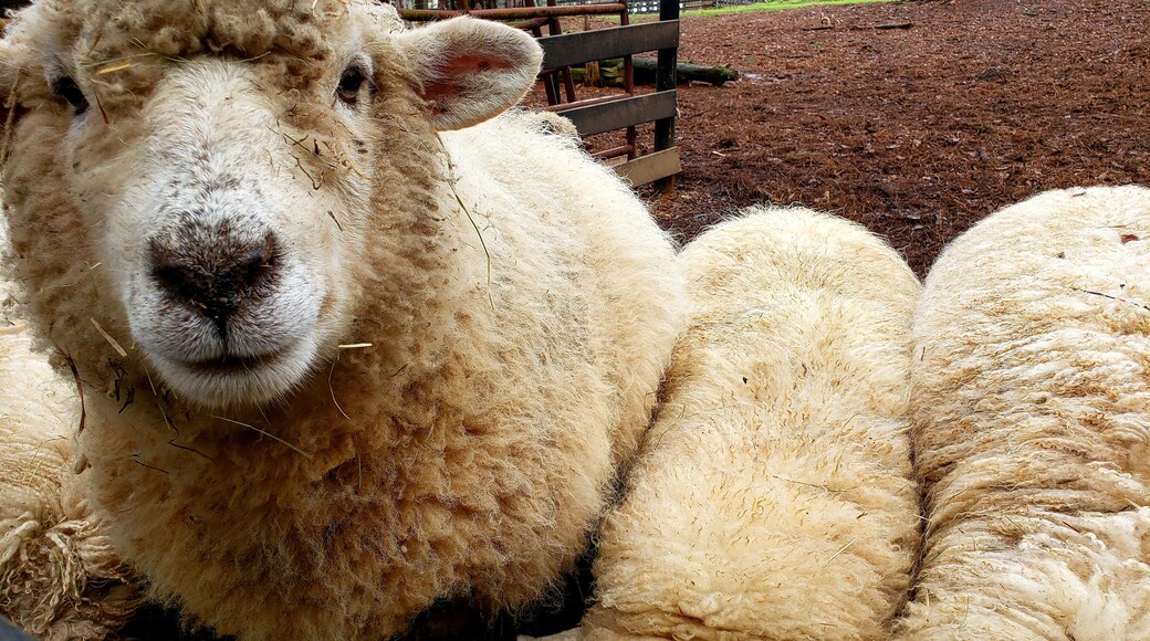 Animal Village at Serenbe Inn - sheep