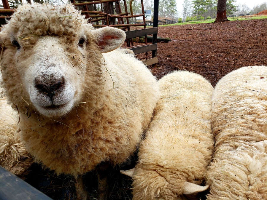 Animal Village at Serenbe Inn - sheep