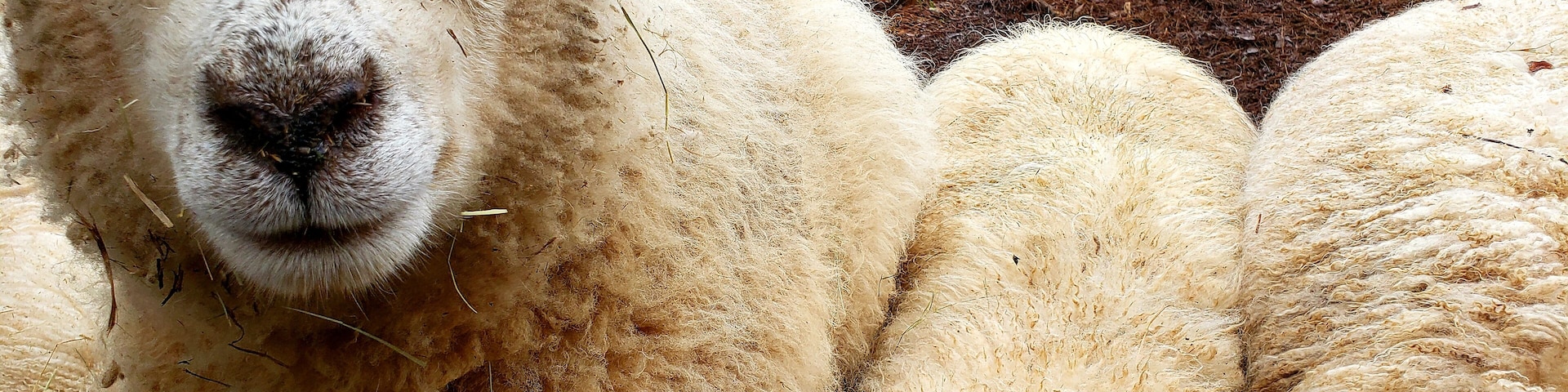 Animal Village at Serenbe Inn - sheep