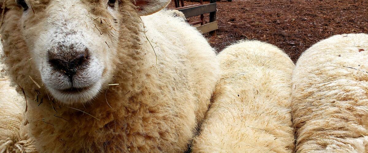 Animal Village at Serenbe Inn - sheep