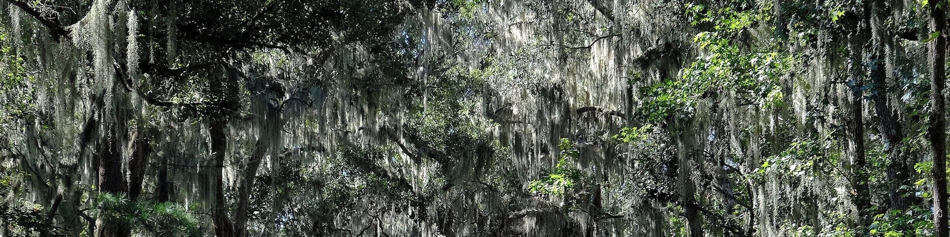 A forested road with tall trees covered in Spanish moss.