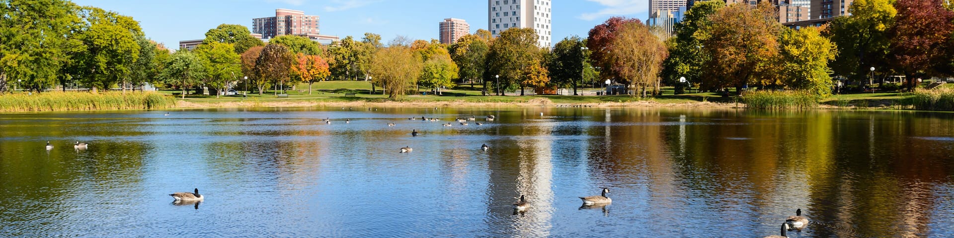 A lake with ducks, surrounded by trees and tall buildings.