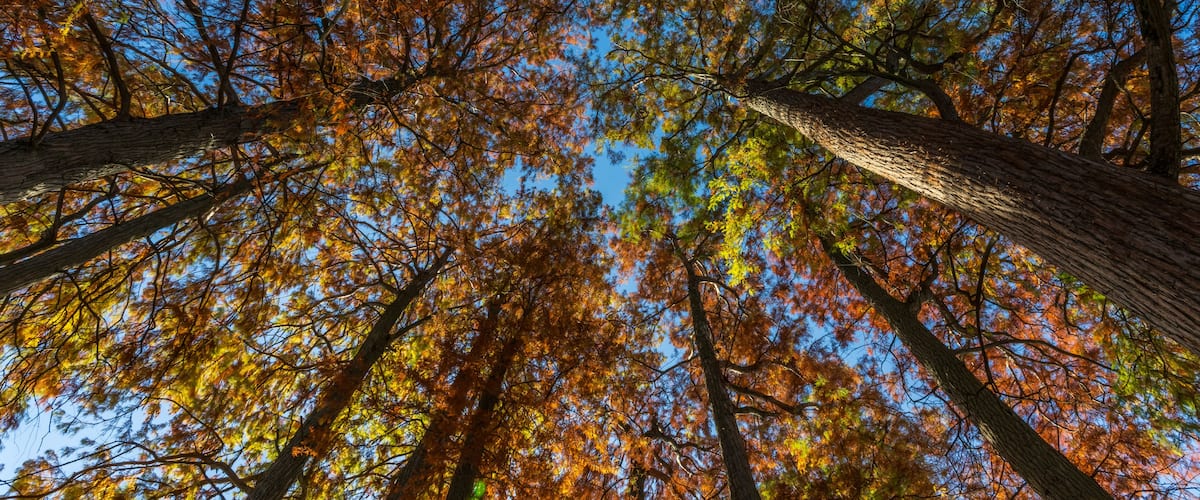 A forest with tall trees and autumn-colored leaves.