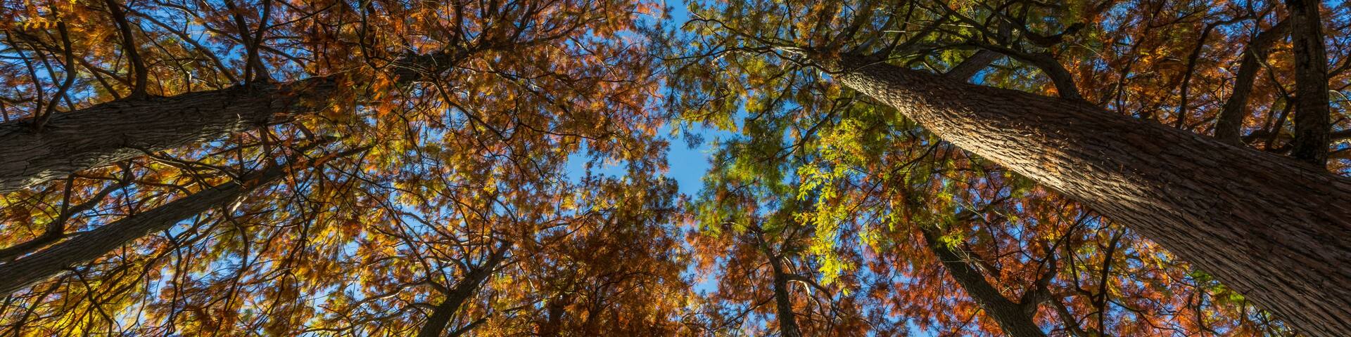 A forest with tall trees and autumn-colored leaves.