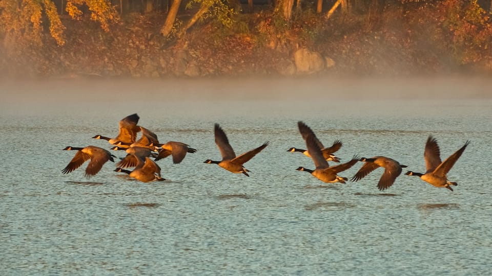 A group of geese flying over a body of water with trees in the background.