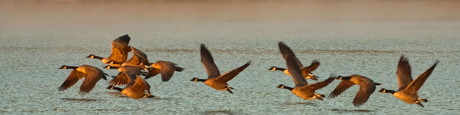 Un grupo de gansos volando sobre un cuerpo de agua con árboles al fondo.