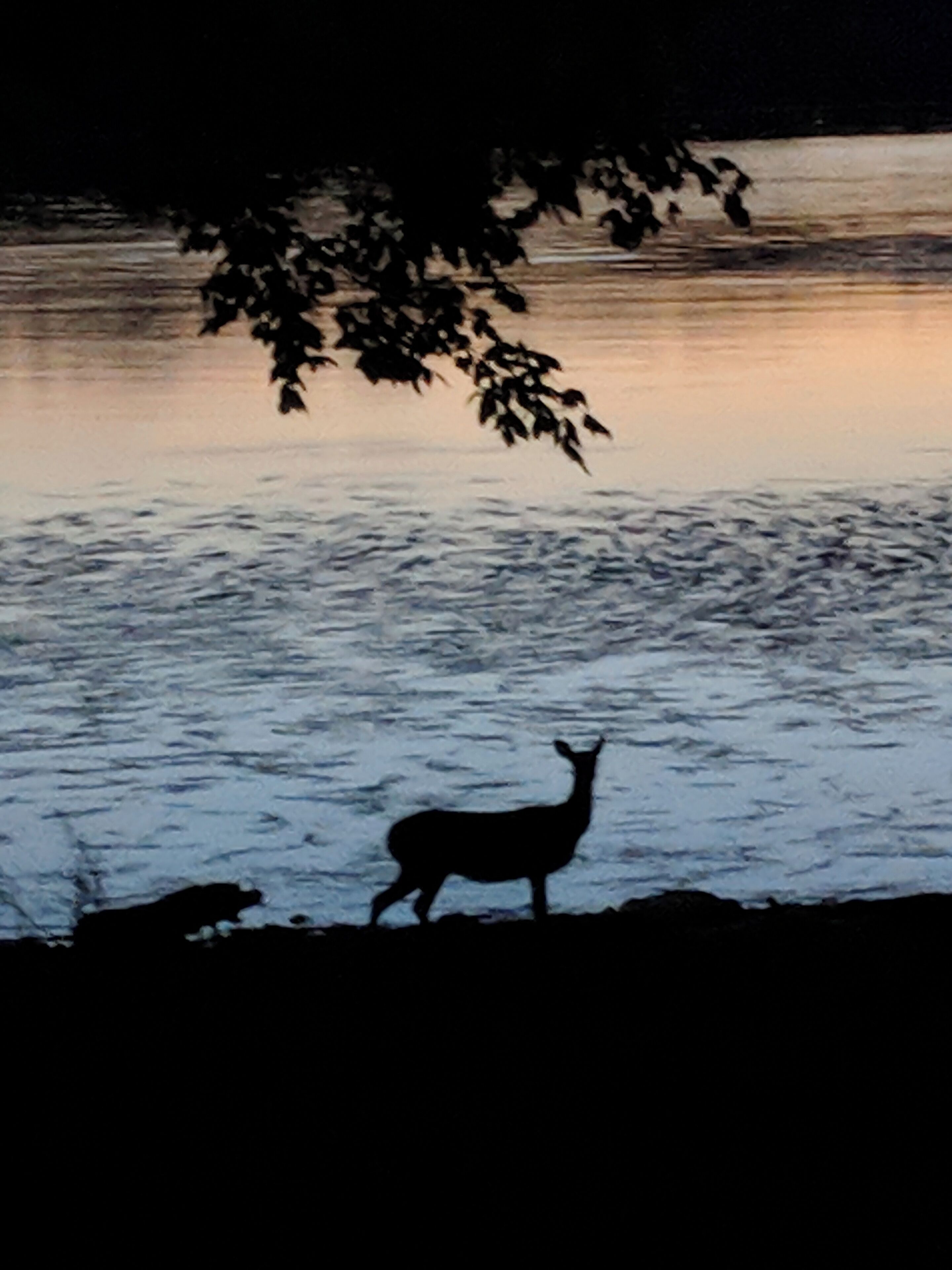 Beautiful COE campground lots of wildlife roaming the grounds.