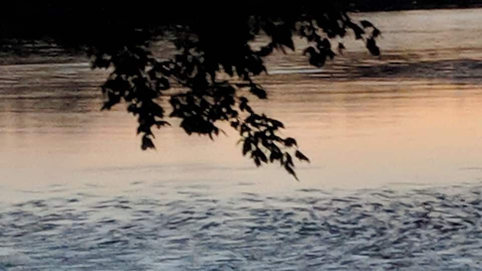 A deer silhouetted against a calm lake at dusk.