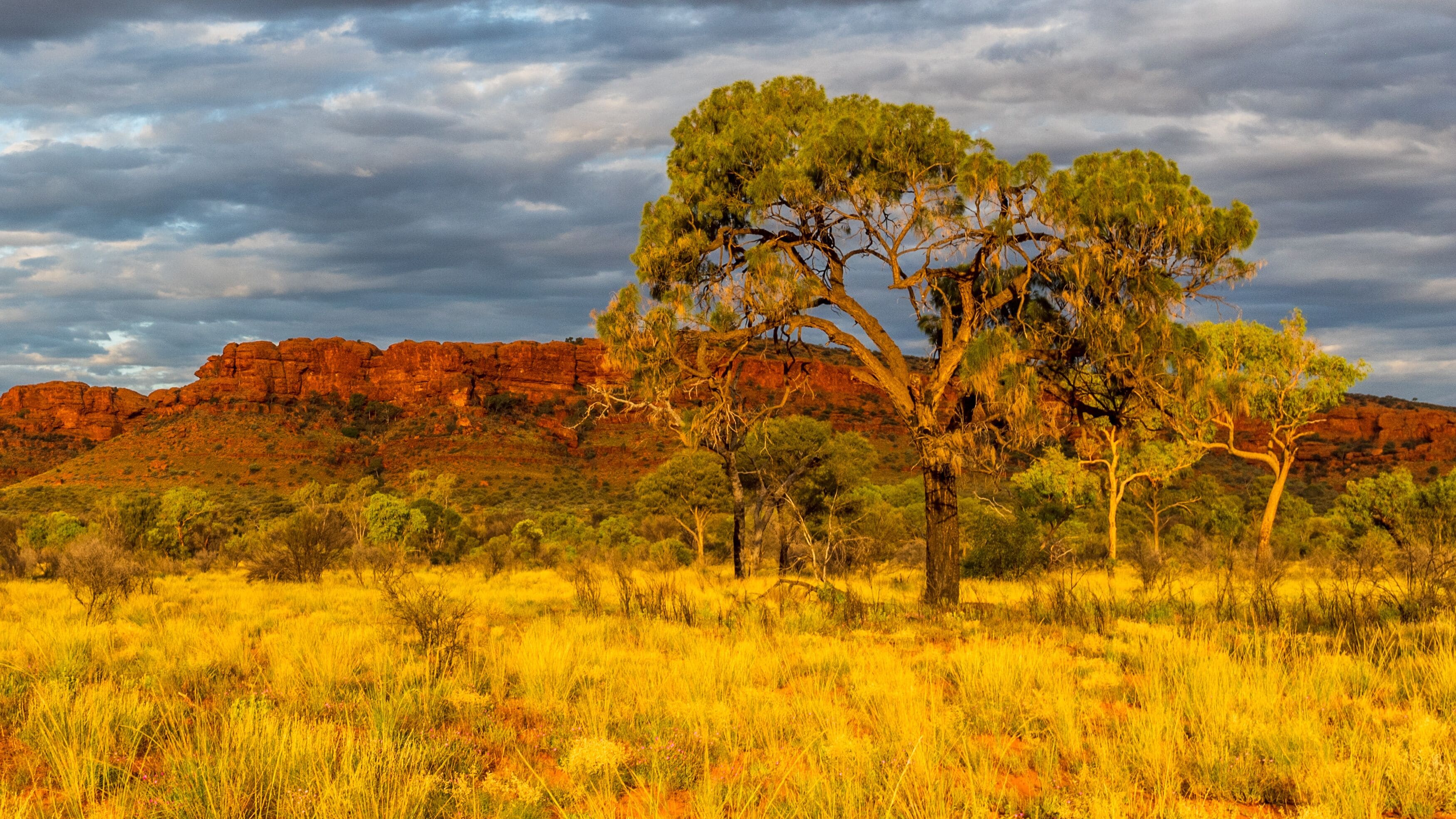 A Hakea tree stands alone in the Australian outback during sunset. Pilbara region, Western Australia, Australia.