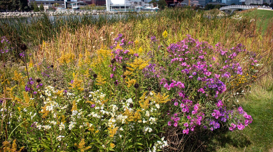 Purple, yellow, and white wildflowers bloom in the downtown Milwaukee Lake Shore State Park a 22-acre public park on the shores of Lake Michigan.