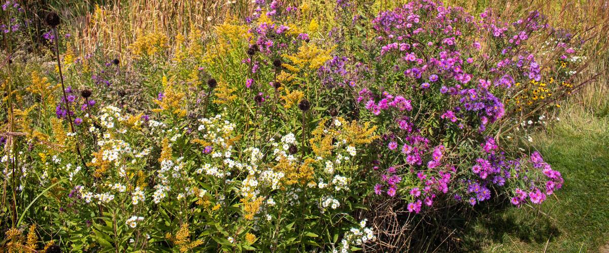 Purple, yellow, and white wildflowers bloom in the downtown Milwaukee Lake Shore State Park a 22-acre public park on the shores of Lake Michigan.