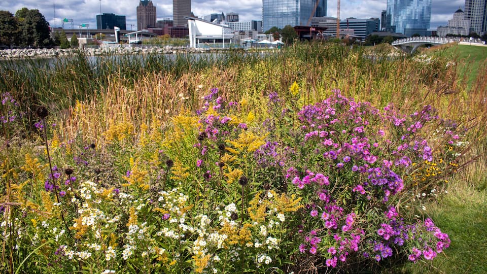 A cityscape with a river, a bridge, and a field of wildflowers.