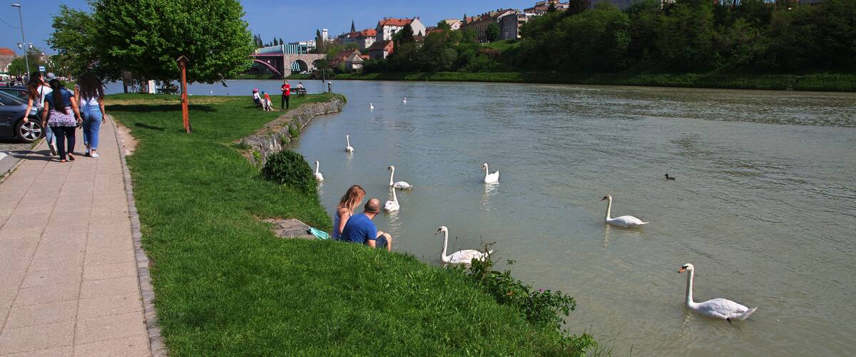 A river with swans, a grassy bank, and a bridge in the background.